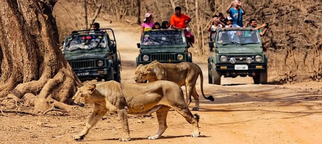 Gir National Park